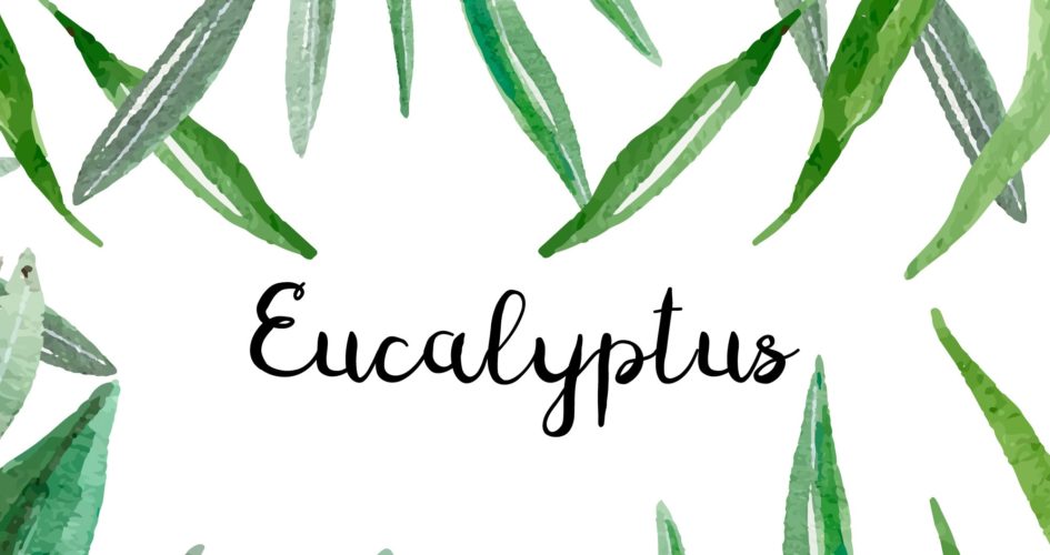 Is Eucalyptus Good For Your Hair And Overall Health?