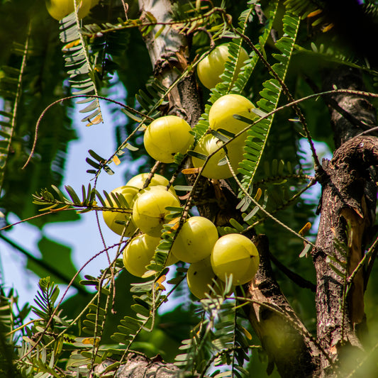 Surprising Benefits of Amla for Hair!