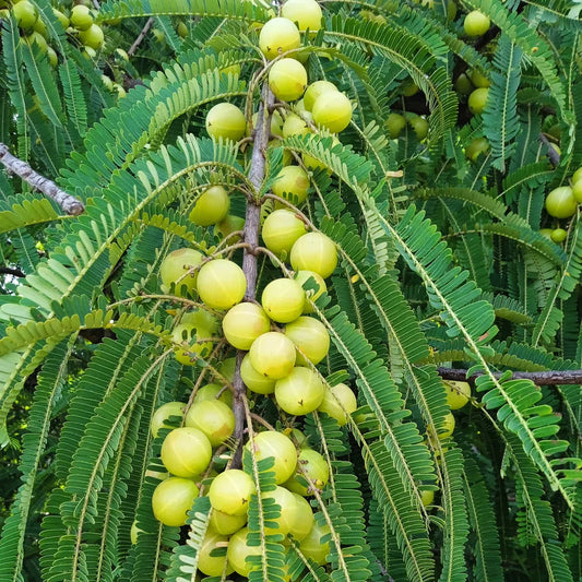 The Ancient History of Amla: Hair Growth Secrets